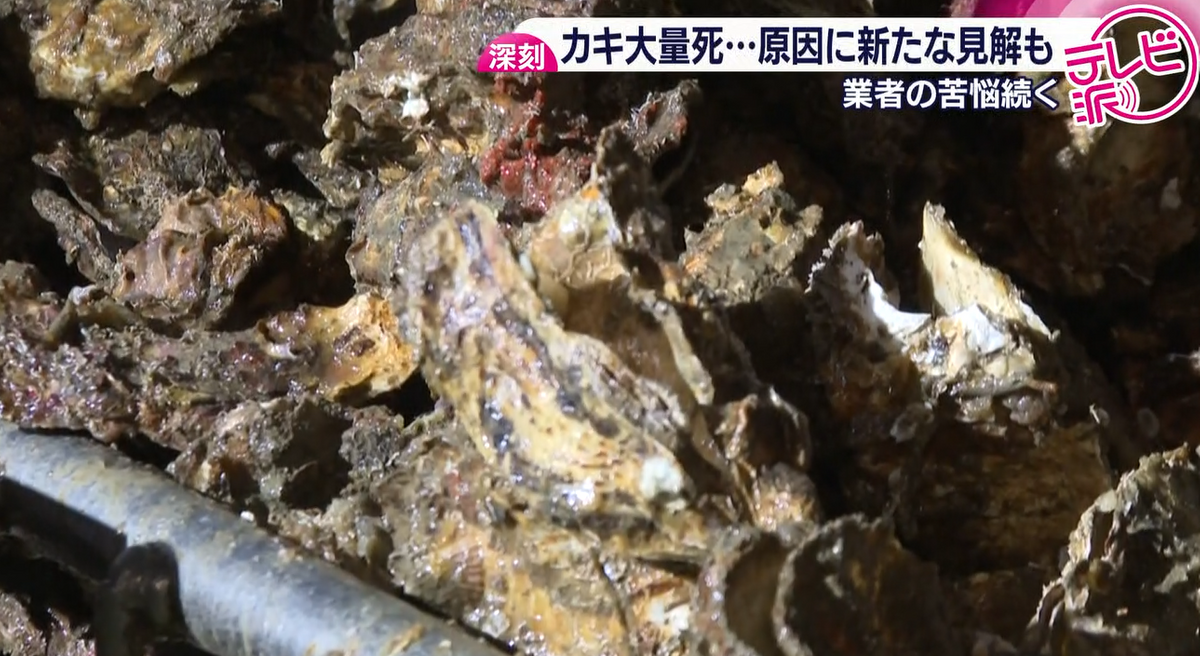 Htv 801 3ページ目 【深刻】カキの水揚げ解禁からおよそ1か月 「来年シーズンも出荷が見込めない」 大量死による広島の生産者の苦悩 (2025年12月3 ...