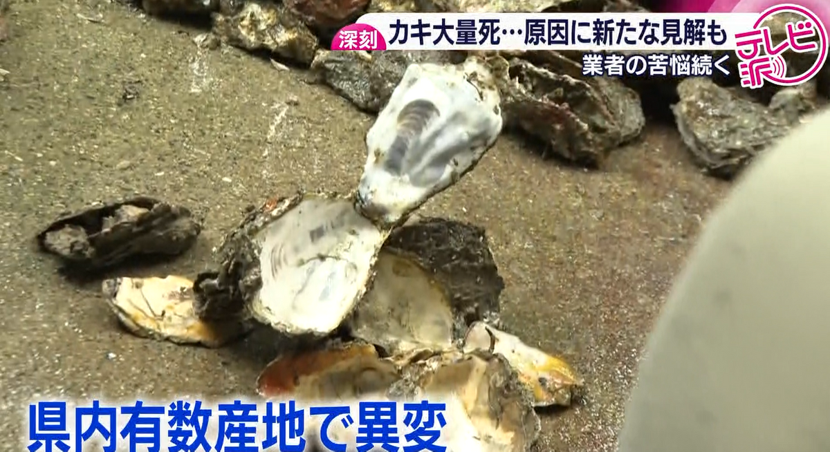 深刻】カキの水揚げ解禁からおよそ1か月 「来年シーズンも出荷が