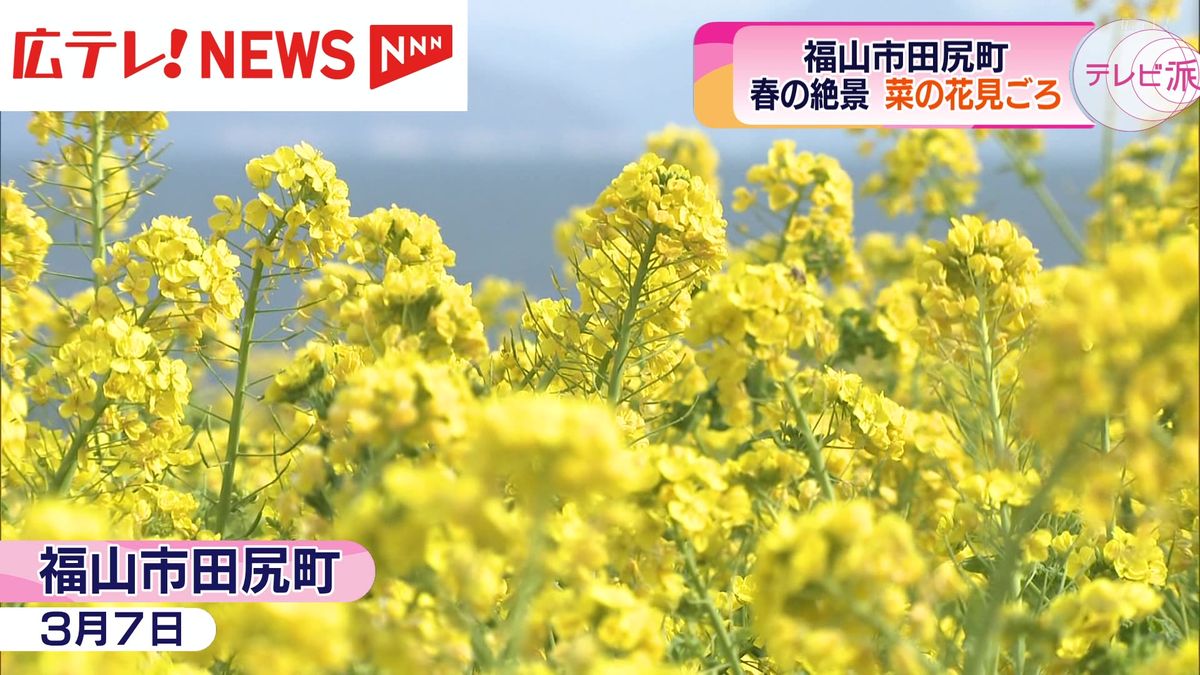 春の絶景　菜の花が見ごろ　広島県福山市田尻町