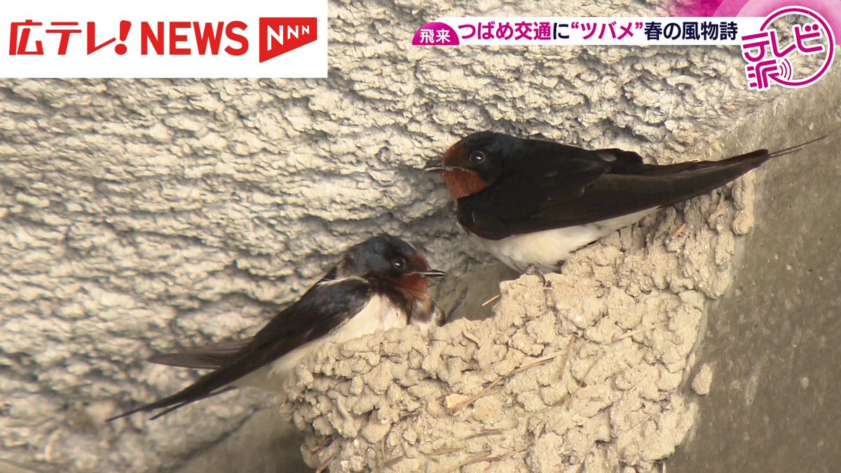 つばめ交通にツバメが巣作り「毎年訪ねてくる家族」春の風物詩　広島