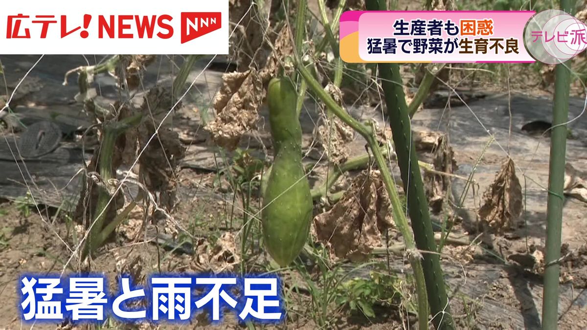 頭を抱える生産者　例年に比べて雨の量が少なく野菜が生育不良　広島・庄原市