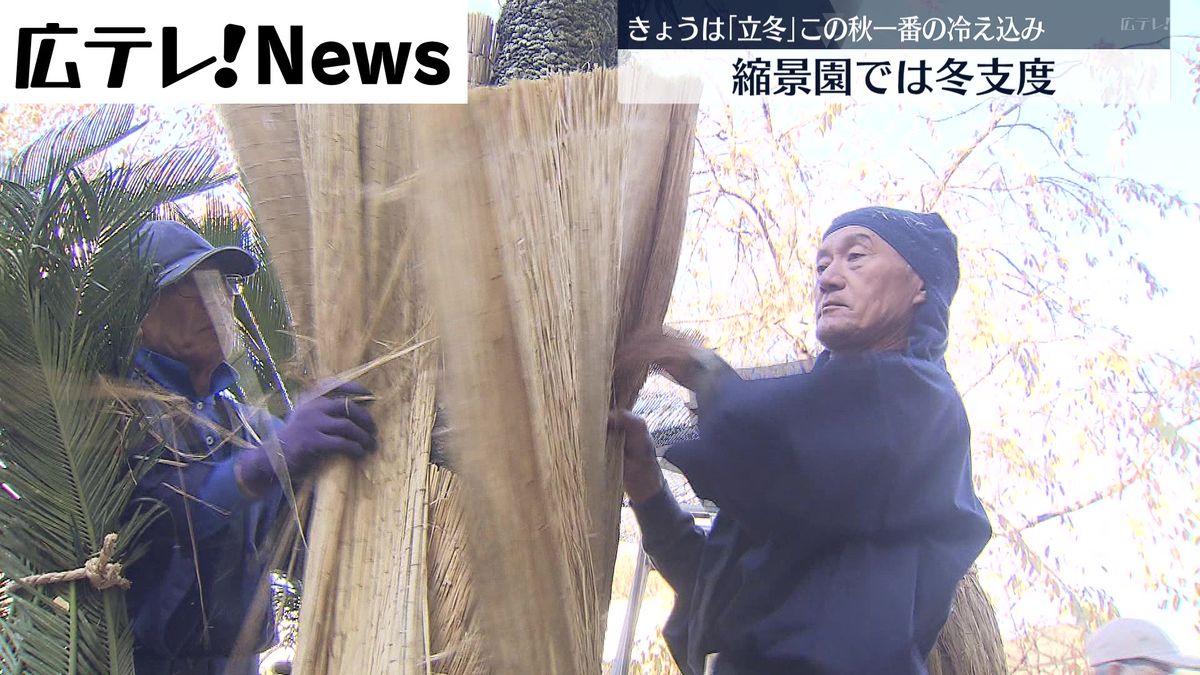 縮景園で恒例の冬支度　コモ巻き作業が行われる　広島市