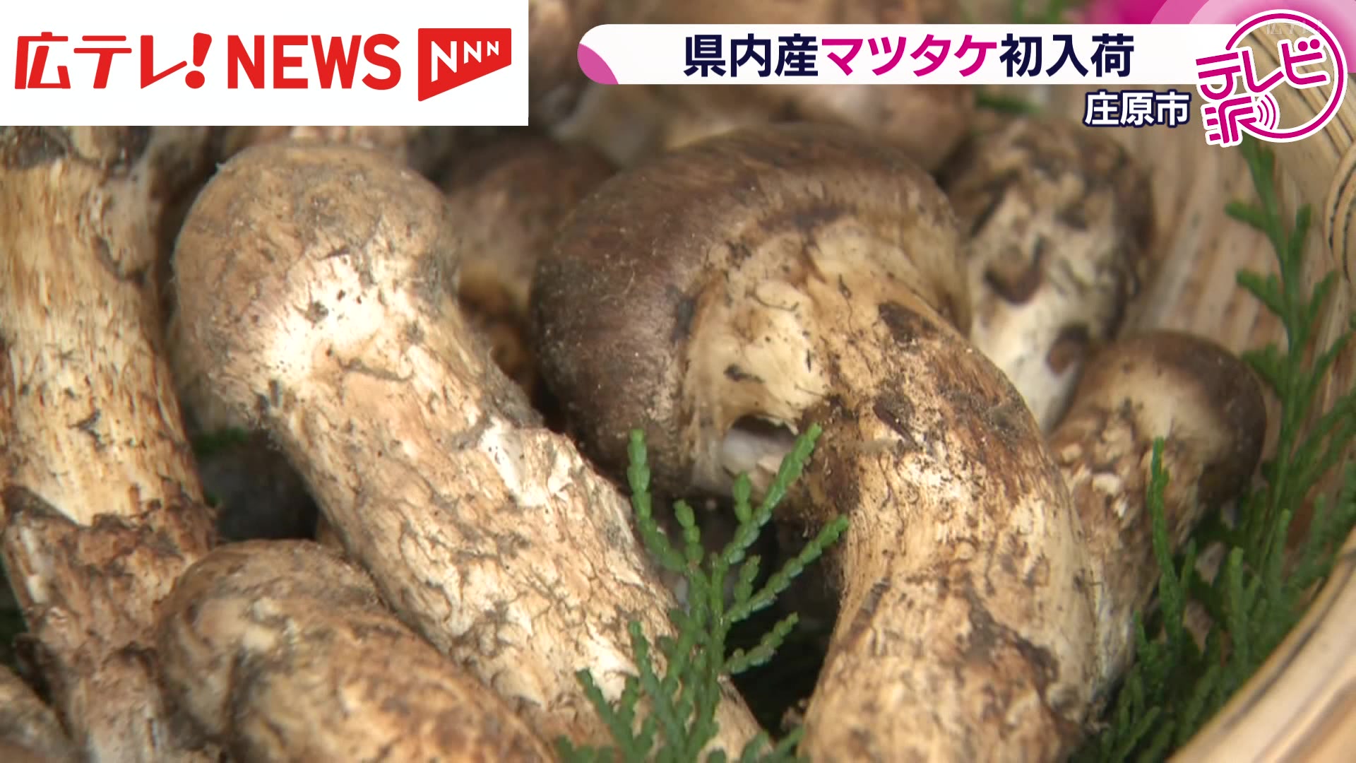 2025.11.24採れたて広島県廿日市産　松茸6本　合計約460グラム 2025.11.24採れたて広島県廿日市産 松茸6本 合計約460グラム 2025.11