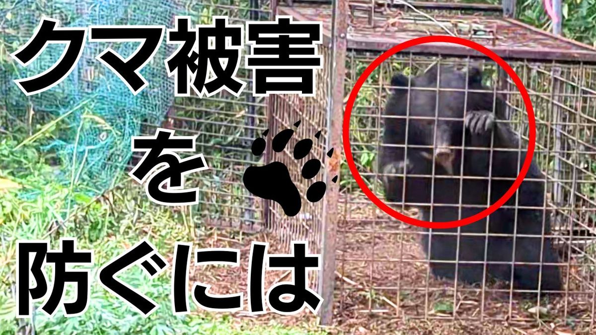 クマ出没…　遭遇してしまったら、どうすればいい！？　クマを近寄らせないためにできる事は！？【長島カイセツ・テレビ派】　