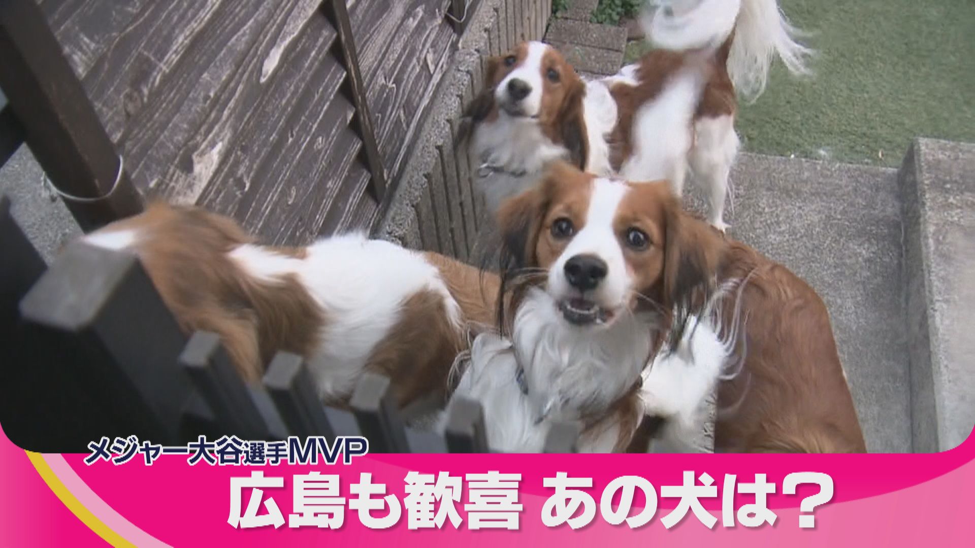 大谷翔平MVP獲得 話題のあの「犬」にも注目集まる ブリーダーには