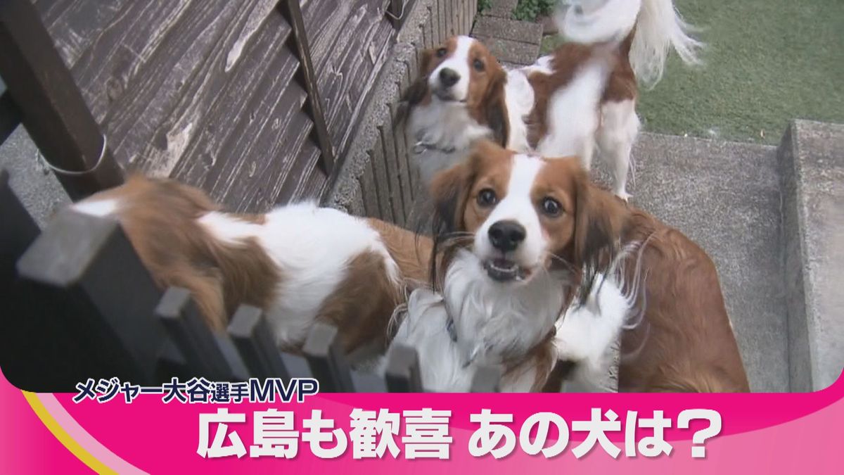大谷翔平MVP獲得　話題のあの「犬」にも注目集まる　ブリーダーには問い合わせが殺到　