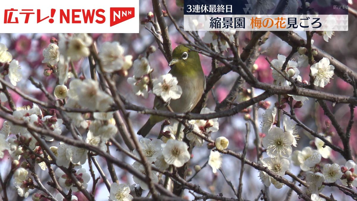 縮景園の梅の花が見ごろ　広島市　3連休最終日　見ごろは2月いっぱい