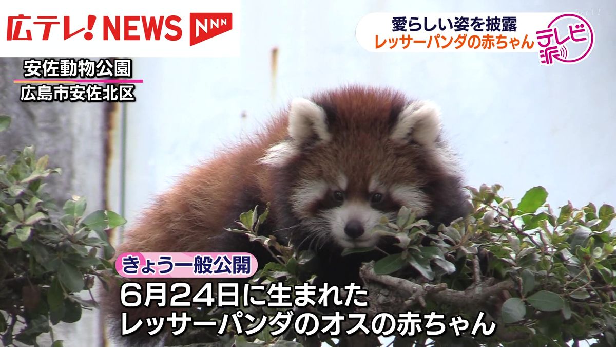 レッサーパンダの赤ちゃん一般公開　安佐動物公園　広島