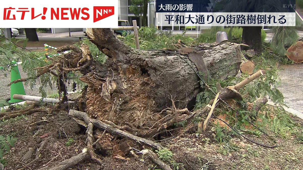 大雨で平和大通りの樹木が倒れる　一斉点検では経過観察が必要と診断　広島市