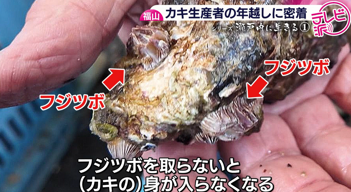 2ページ目 【密着】広島特産カキの大量死で出荷予定は真っ白… カキ養殖 2ページ目 【密着】広島特産カキの大量死で出荷予定は真っ白… カキ養殖