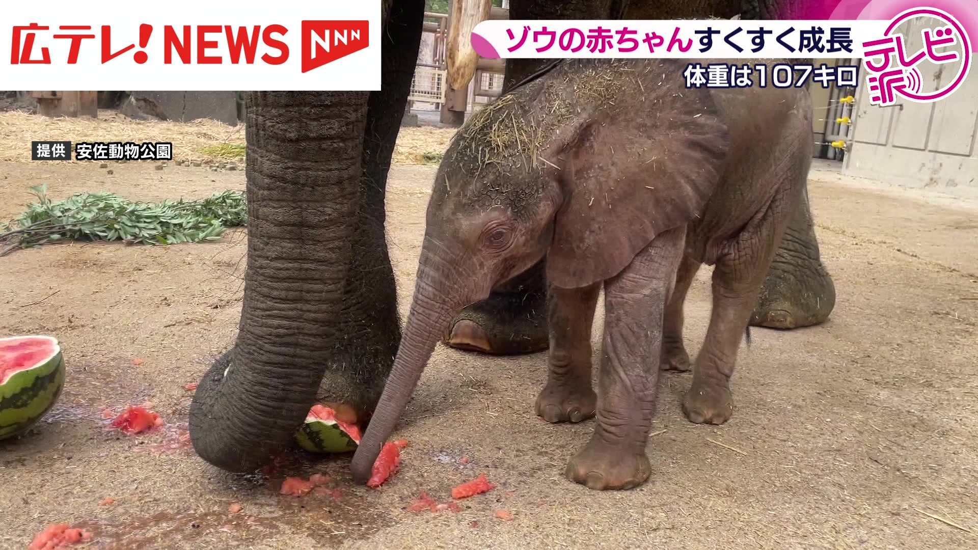 すくすく成長 マルミミゾウ赤ちゃん誕生から1か月 歯も生え体重は100