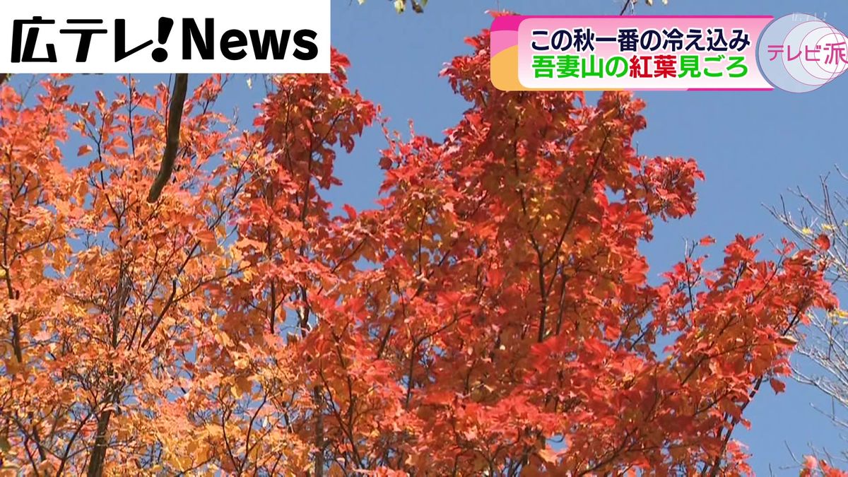 吾妻山の紅葉が見ごろ　広島・庄原市