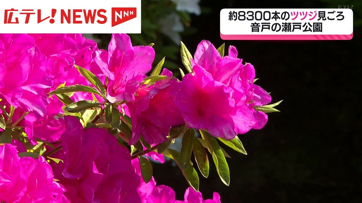 音戸の瀬戸公園　約8300本のツツジが見ごろ　広島