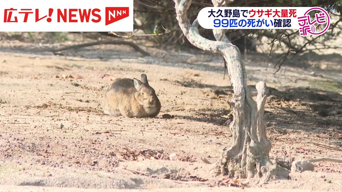 「ウサギの島」大久野島で死がいが99匹に…逮捕した男が関与か