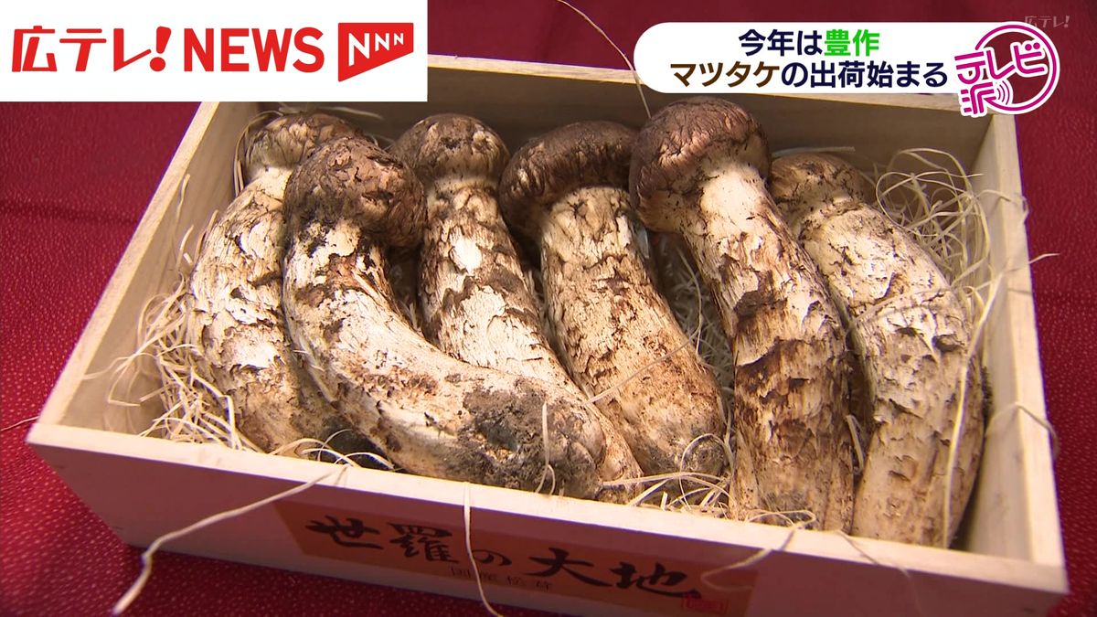 秋の代表的な味覚マツタケ　広島県でも入荷始まる 