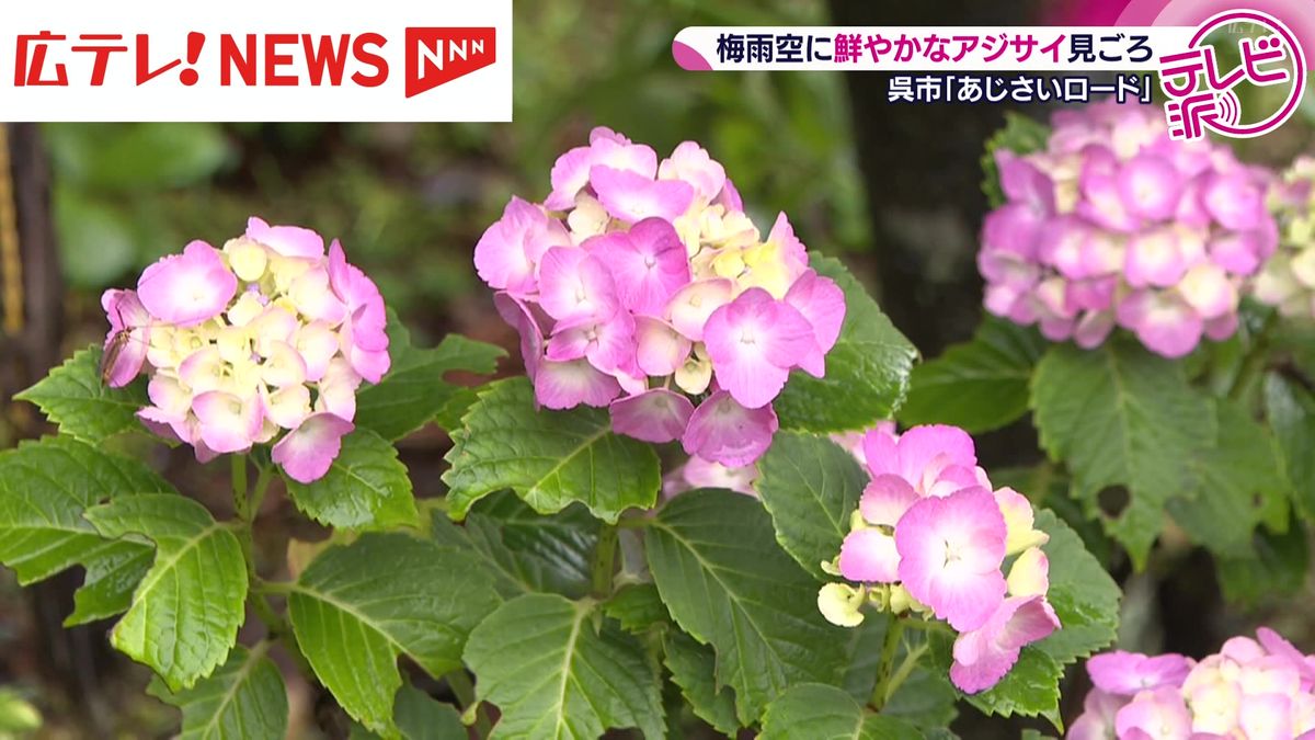 梅雨空にアジサイ　傘売り場も色とりどり　広島