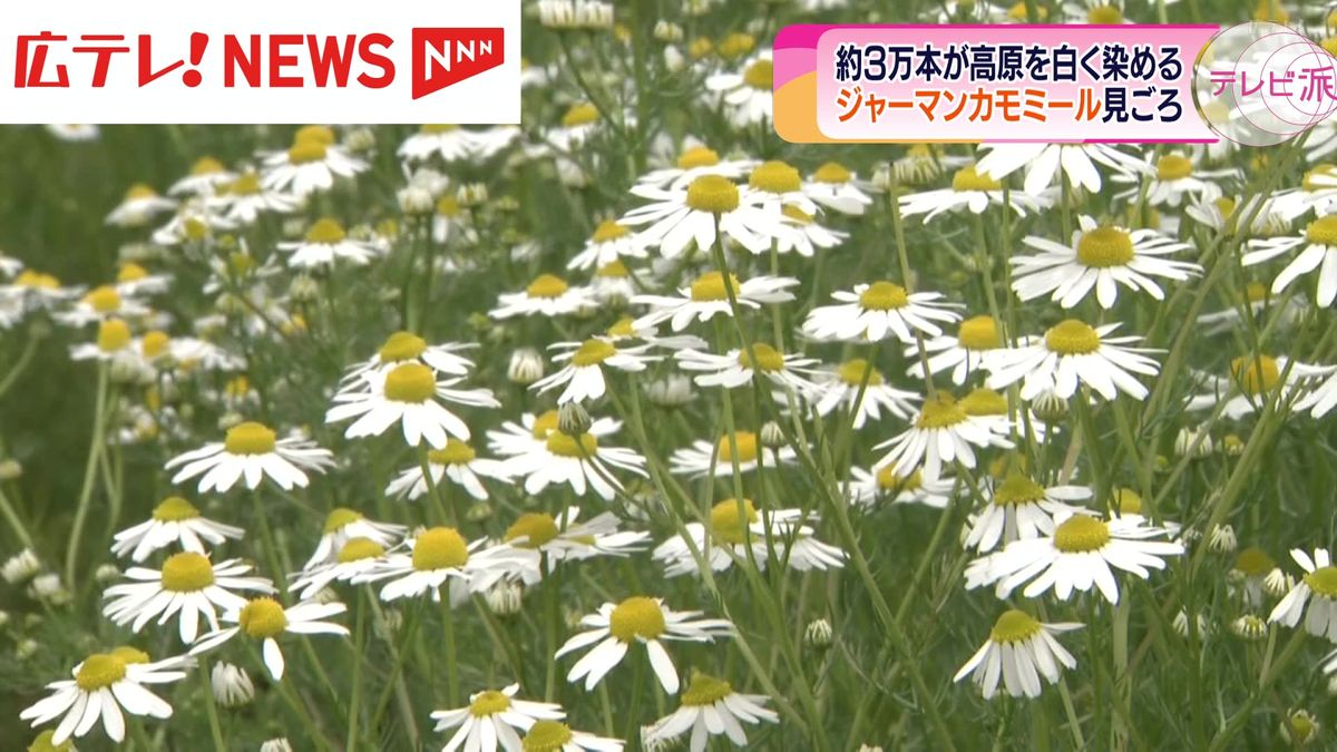 「ジャーマンカモミール」見ごろ　約3万本が高原を白く染める　広島県北広島町