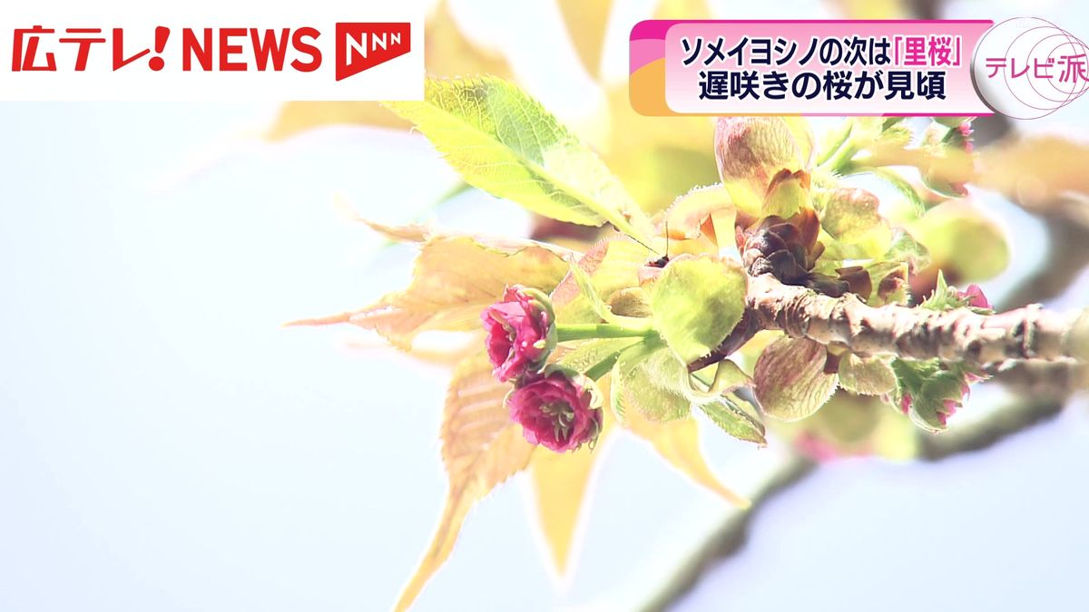 ソメイヨシノの次は「里桜」　広島県内各地で遅咲きの桜が見頃