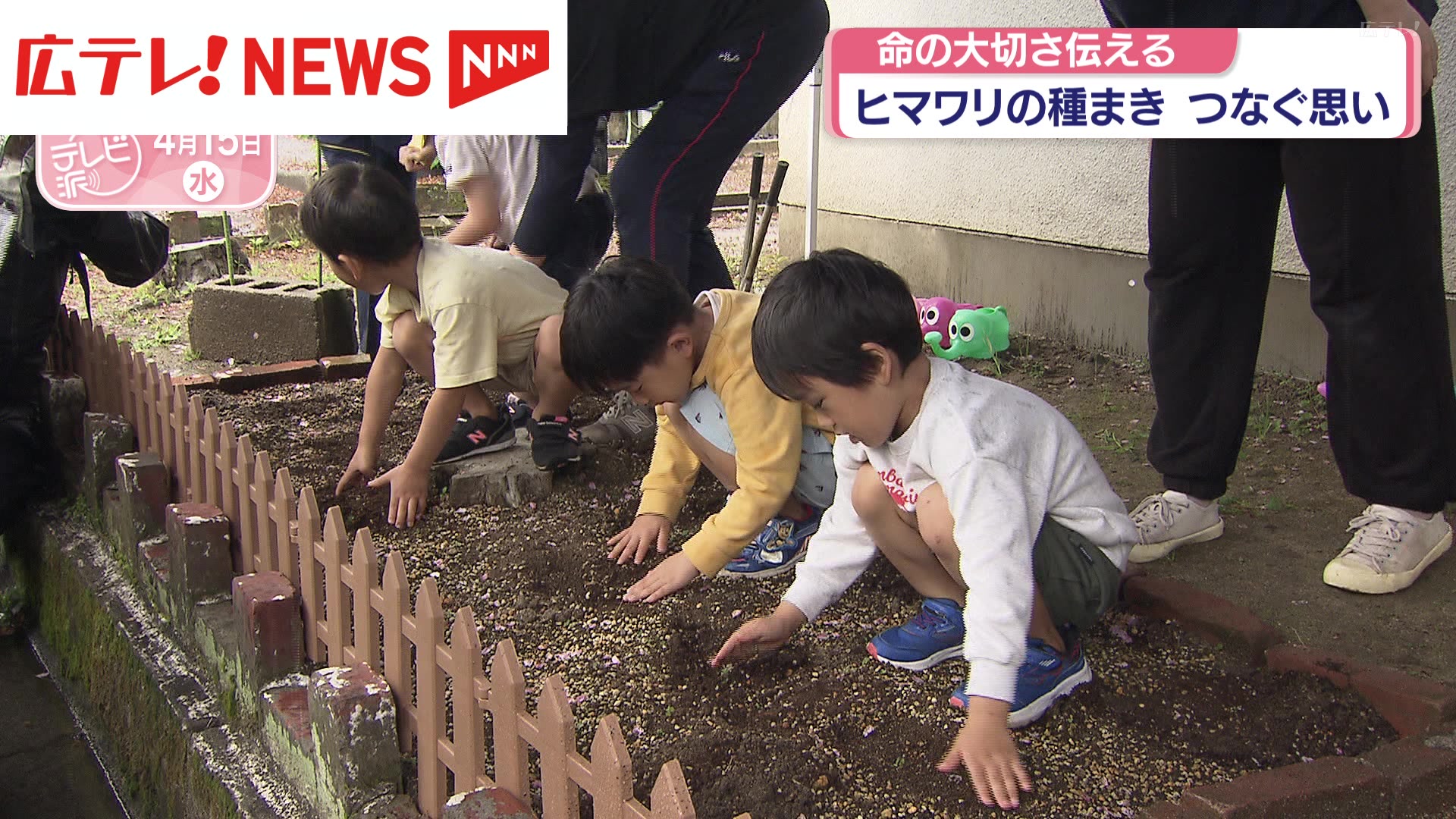 思いをつなぐ ヒマワリの種まきで命の大切さを伝える 広島（2026年4月