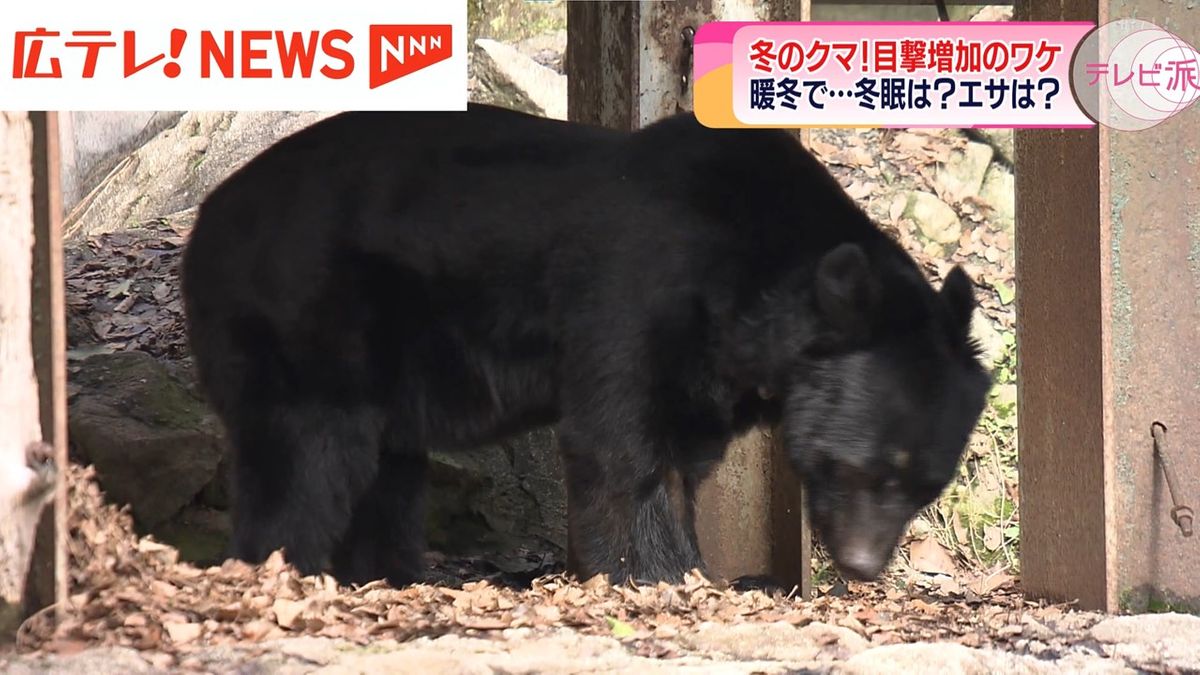 冬眠しているはずのクマの痕跡が至る所に…　広島県内12月の目撃件数は一昨年の4倍に増加