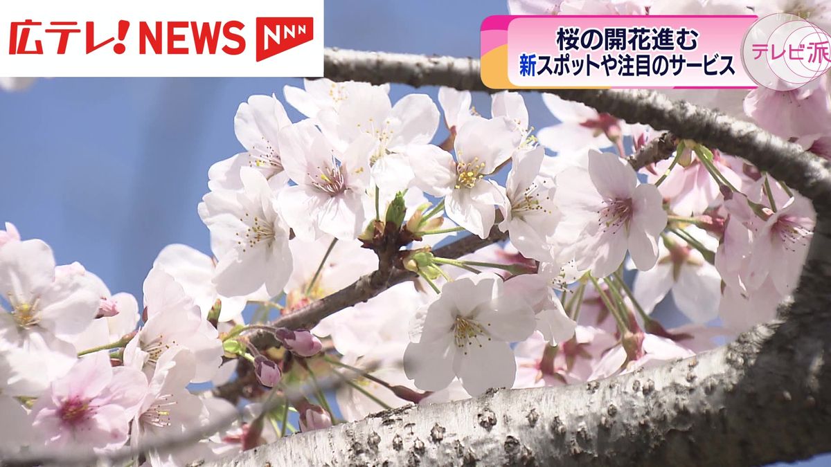 桜の開花進む　広島の新スポットで注目の花見とは