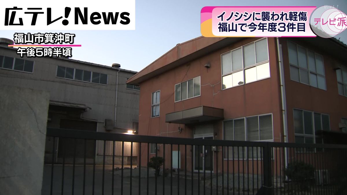 イノシシが工場に侵入 作業員の男性ケガ   福山市