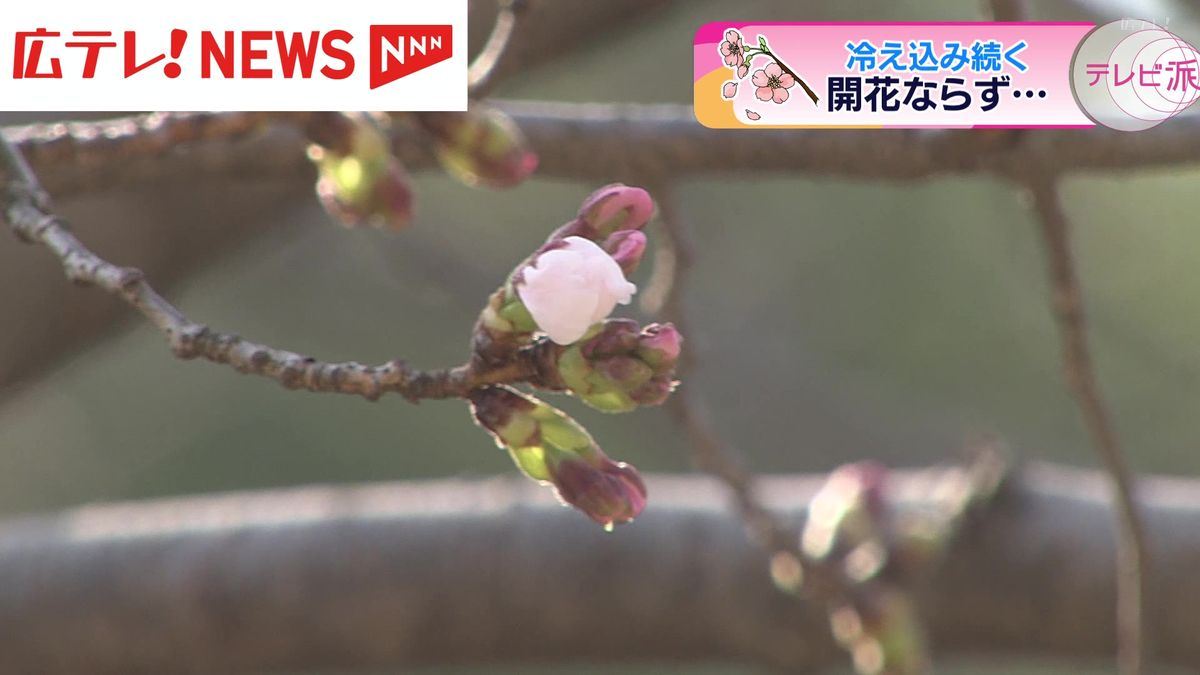 冷え込み続く　桜の開花発表はおあずけ　広島
