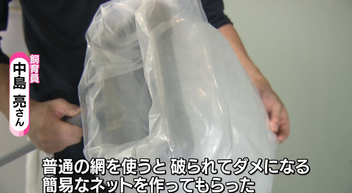 2ページ目 【特集】街中に『広島もとまち水族館』が誕生！ 生き物の 