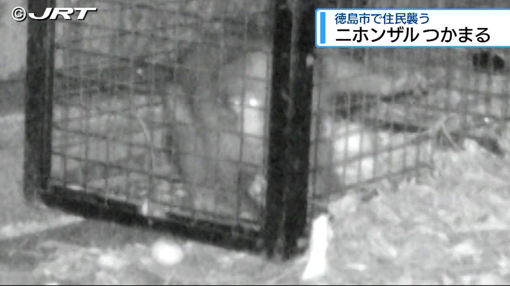 徳島市内で相次いで住民を襲ったとみられるニホンザル1頭が7日捕獲された【徳島】