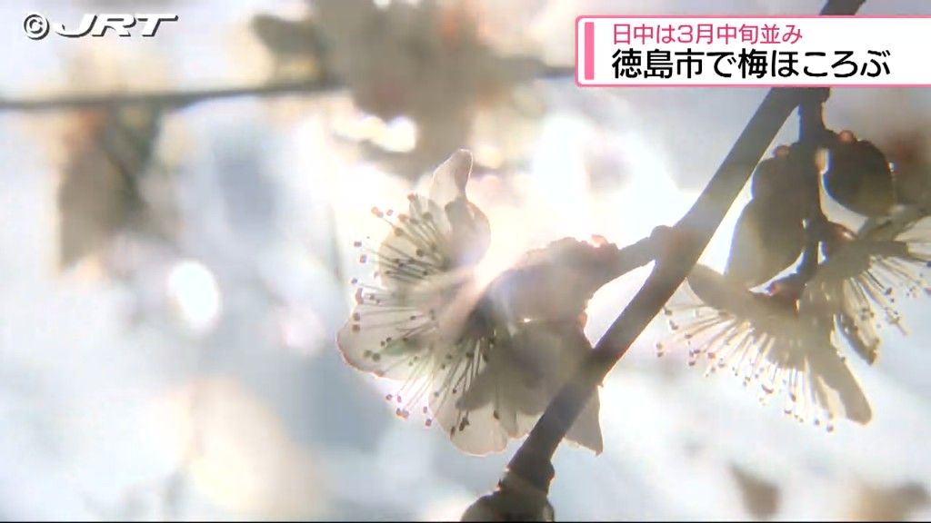 徳島中央公園で梅の花がほころび始める　県内の梅の開花の平年値は2月6日と遅れ【徳島】