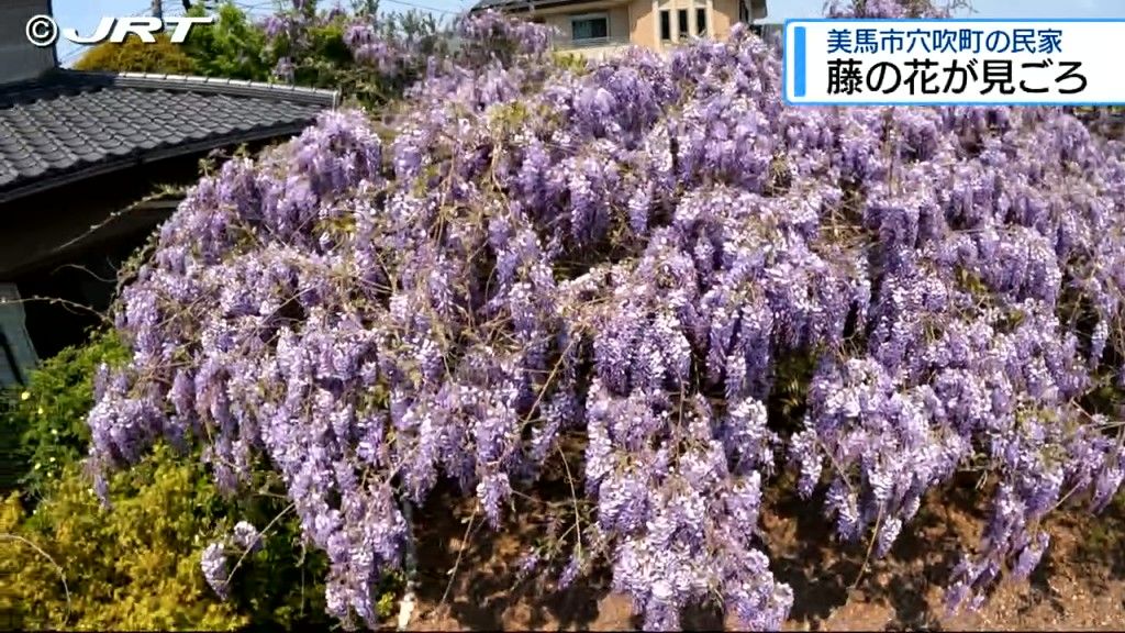 「あっぱれじゃ！」 美馬市穴吹町の民家で「藤の花」見ごろ【徳島】