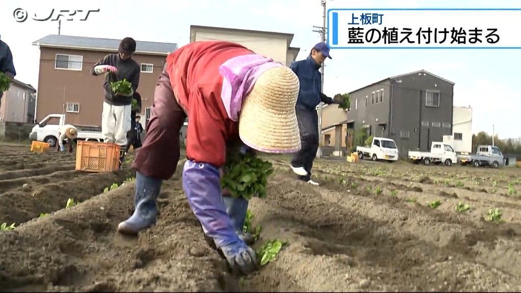 「太くて良い苗ができました！」 上板町で藍の植え付け始まる【徳島】