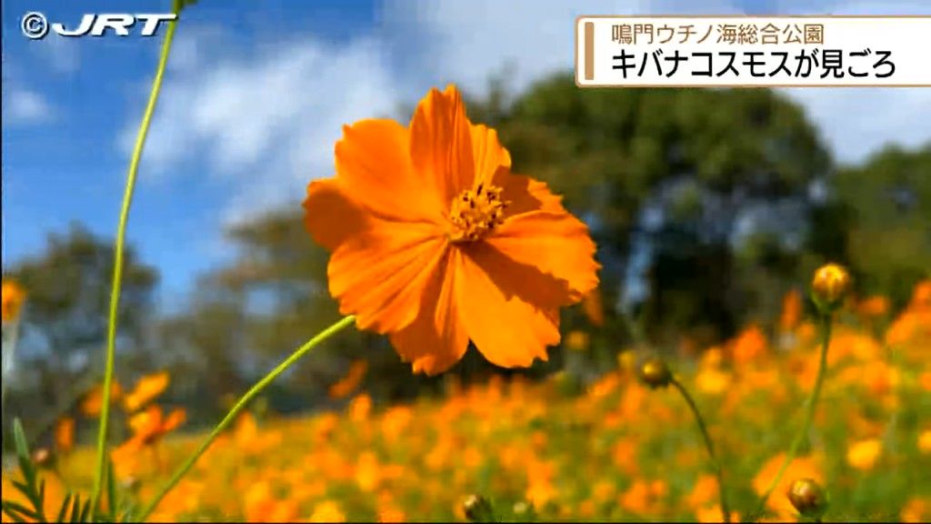 「オレンジが広がっている感じがいい」 鳴門ウチノ海総合公園でキバナコスモス満開【徳島】