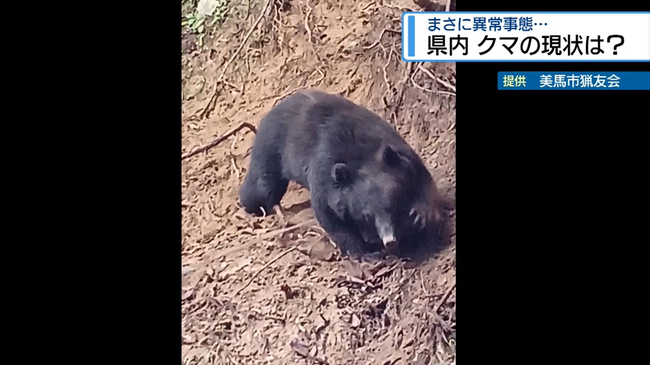 2ページ目 県内の「クマ」の現状は？ 東北で人的被害相次ぐ【徳島