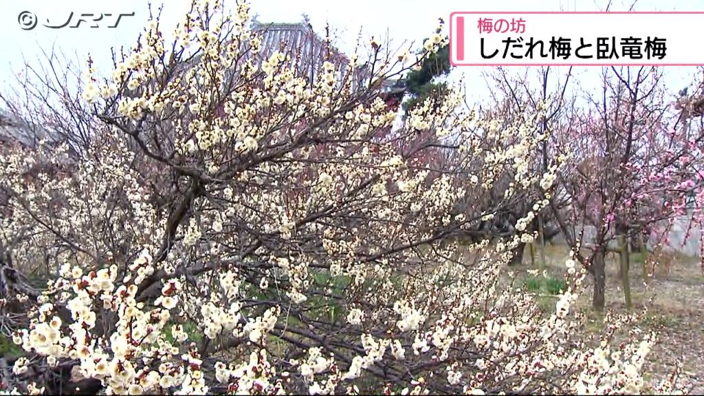 梅の花が甘い香りを漂わせる　「梅の坊」と呼ばれる藍住町の千光寺【徳島】