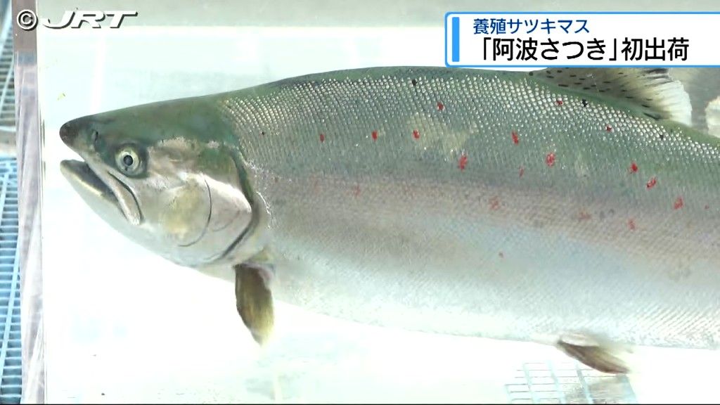 「甘味と、ほどよい脂」  県産サツキマス「阿波さつき」初出荷【徳島】