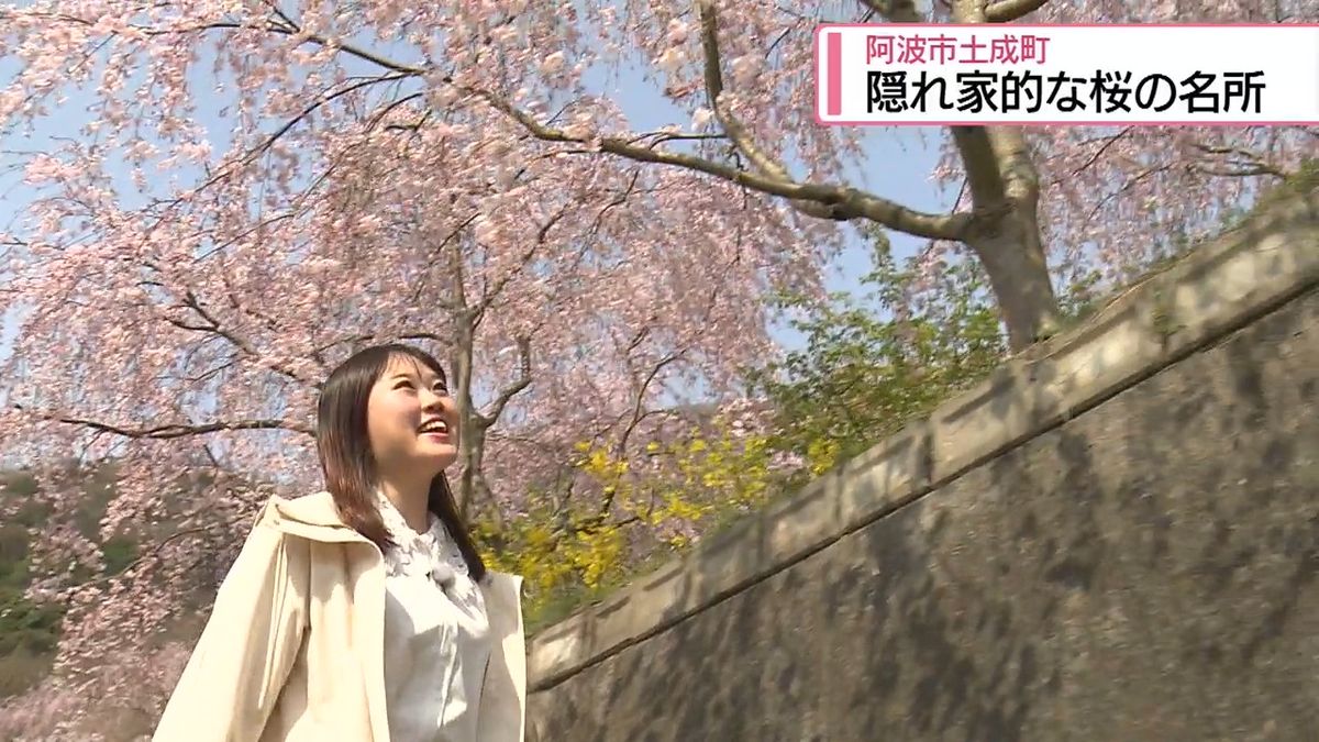 2ページ目 溢れんばかりのピンク 阿波市土成町・隠れ家的な桜の名所【徳島】