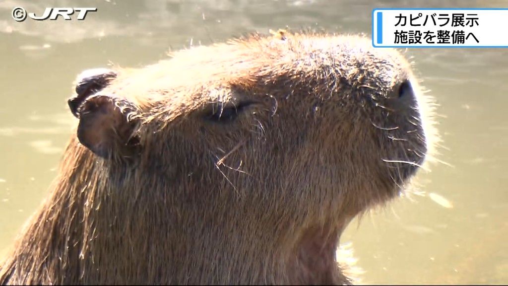 日本一の保有頭数！　とくしま動物園にカピバラ専用の展示施設整備へ【徳島】