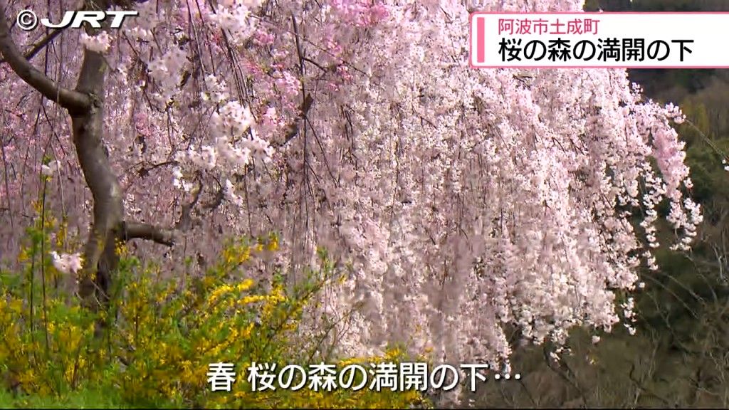 桜の森の満開の下　土成町でシダレザクラが見ごろ【徳島】