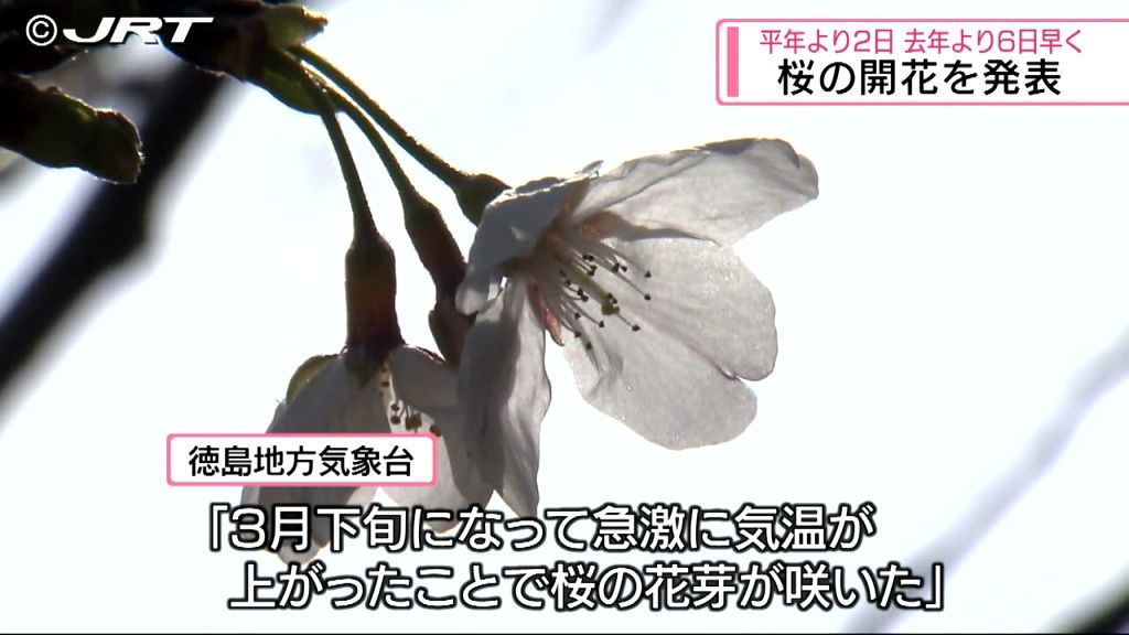 徳島地方気象台が桜の開花を発表　満開の目安は1週間後！【徳島】