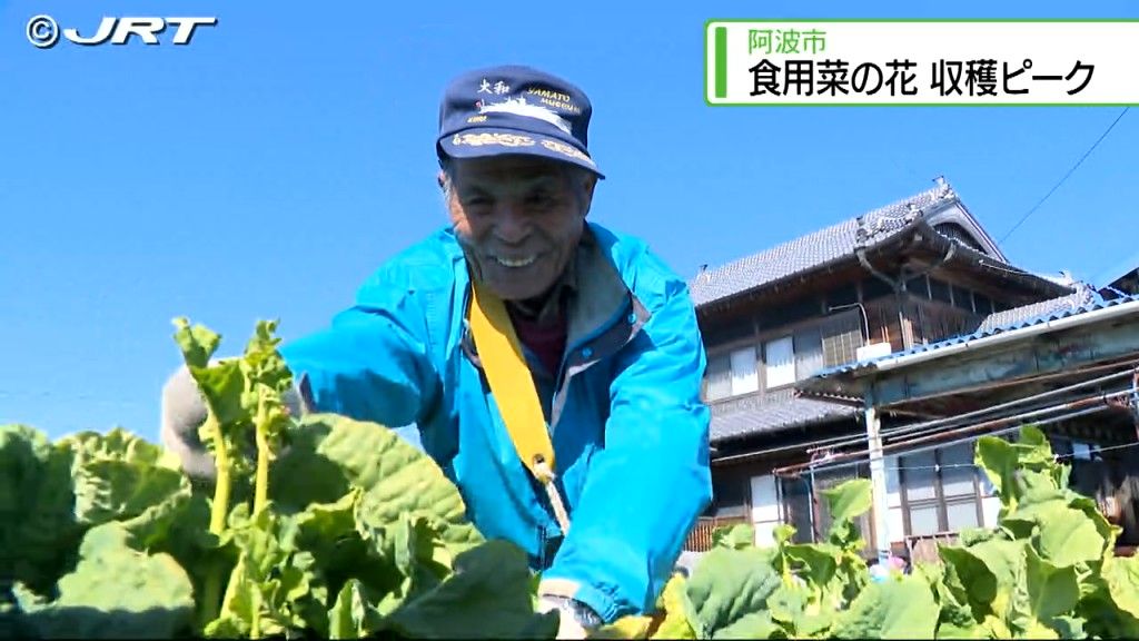 春の訪れを感じさせる食用の菜の花の収穫が今、ピーク【徳島】