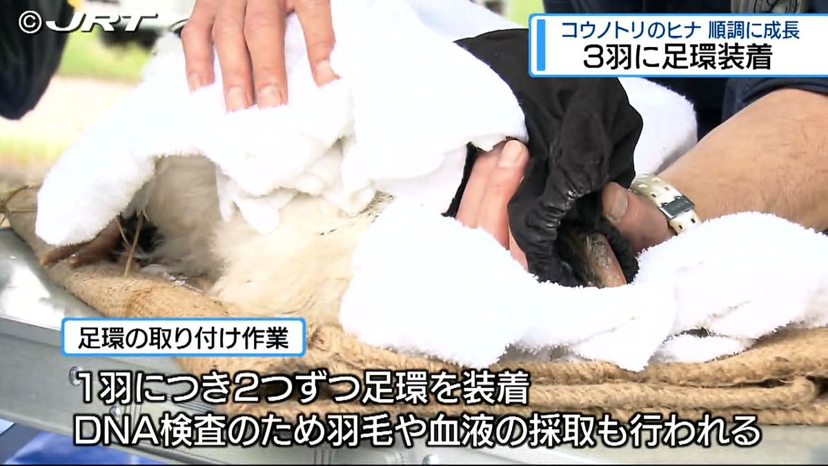 コウノトリのヒナ３羽に「足環」　健康状態も良好【徳島】