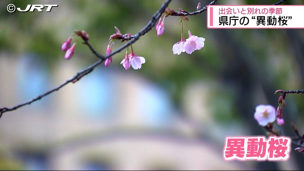 「異動桜」が新天地での活躍を見守る　県は4月1日付の人事異動を発表【徳島】