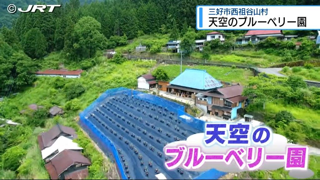 集落を未来へとつなぐ懸け橋に...祖谷の別の視点が広がる「かずら橋ブルーベリー園」オープン【徳島】