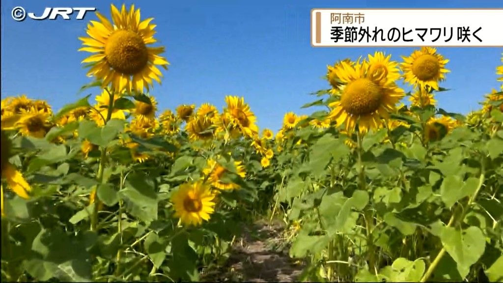 11月にヒマワリ満開？！　阿南市で季節外れの「絶景ビタミンカラー」【徳島】