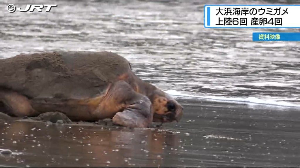 美波町の大浜海岸でウミガメの上陸は6回・産卵は4回　8月21日に約3か月間の保護監視活動期間終了【徳島】