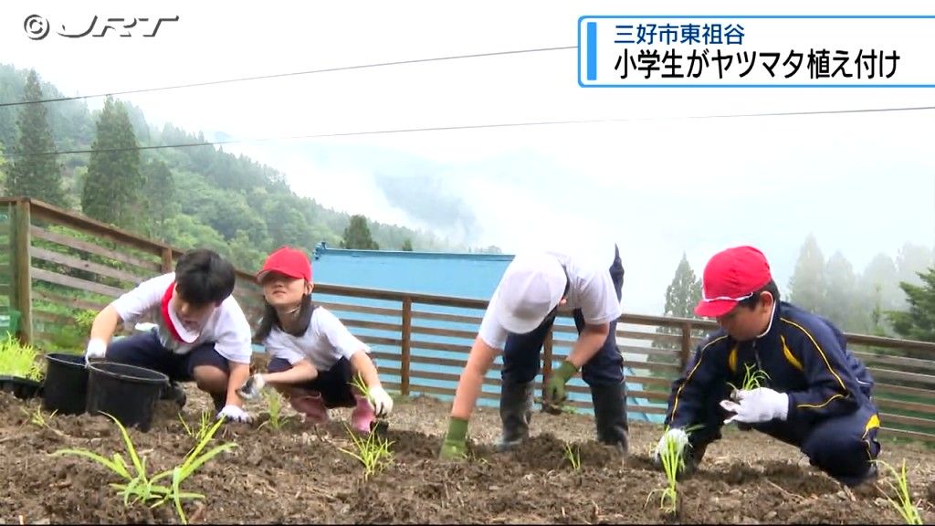 「大きく育ってもらいたいな」東祖谷小学校の児童がヤツマタの植え付け【徳島】