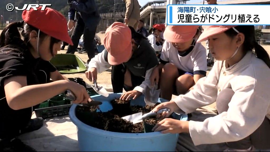 「未来に木をいっぱい増やしたい」 宍喰小学校で児童が植林のためにどんぐりの実を植える【徳島】