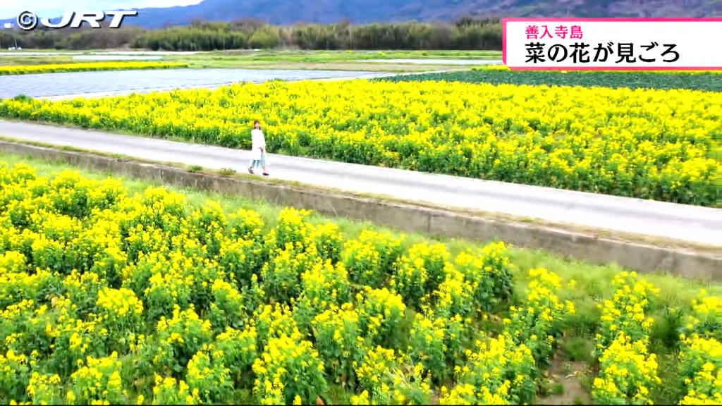 菜の花が黄色い可憐な花を咲かせる　阿波市と吉野川市にまたがる吉野川の中洲・善入寺島【徳島】