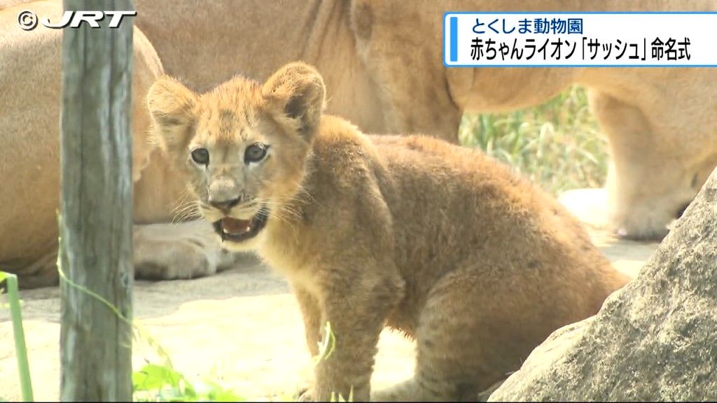名前は「サッシュ」！とくしま動物園で赤ちゃんライオンの命名式【徳島】